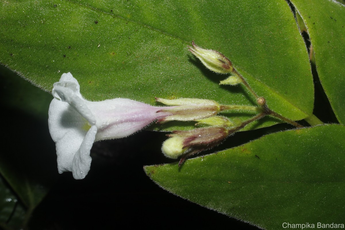 Henckelia wijesundarae Ranasinghe & Mich.Möller